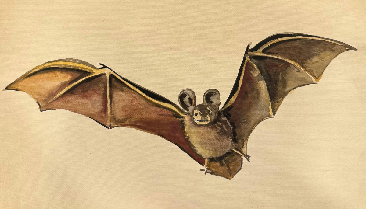 Original Watercolor 'Bat in Flight Wings Spread' by Mohammad Bushnaq