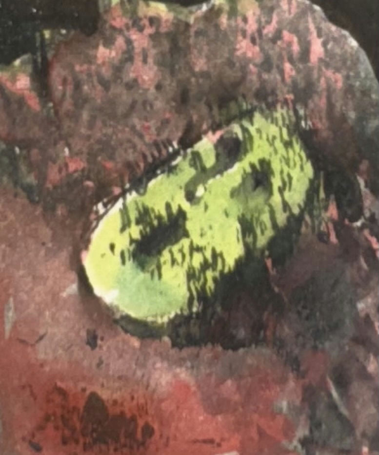 Original Mixed media 'Green Form on Dark Red Ground' by Mohammad Bushnaq